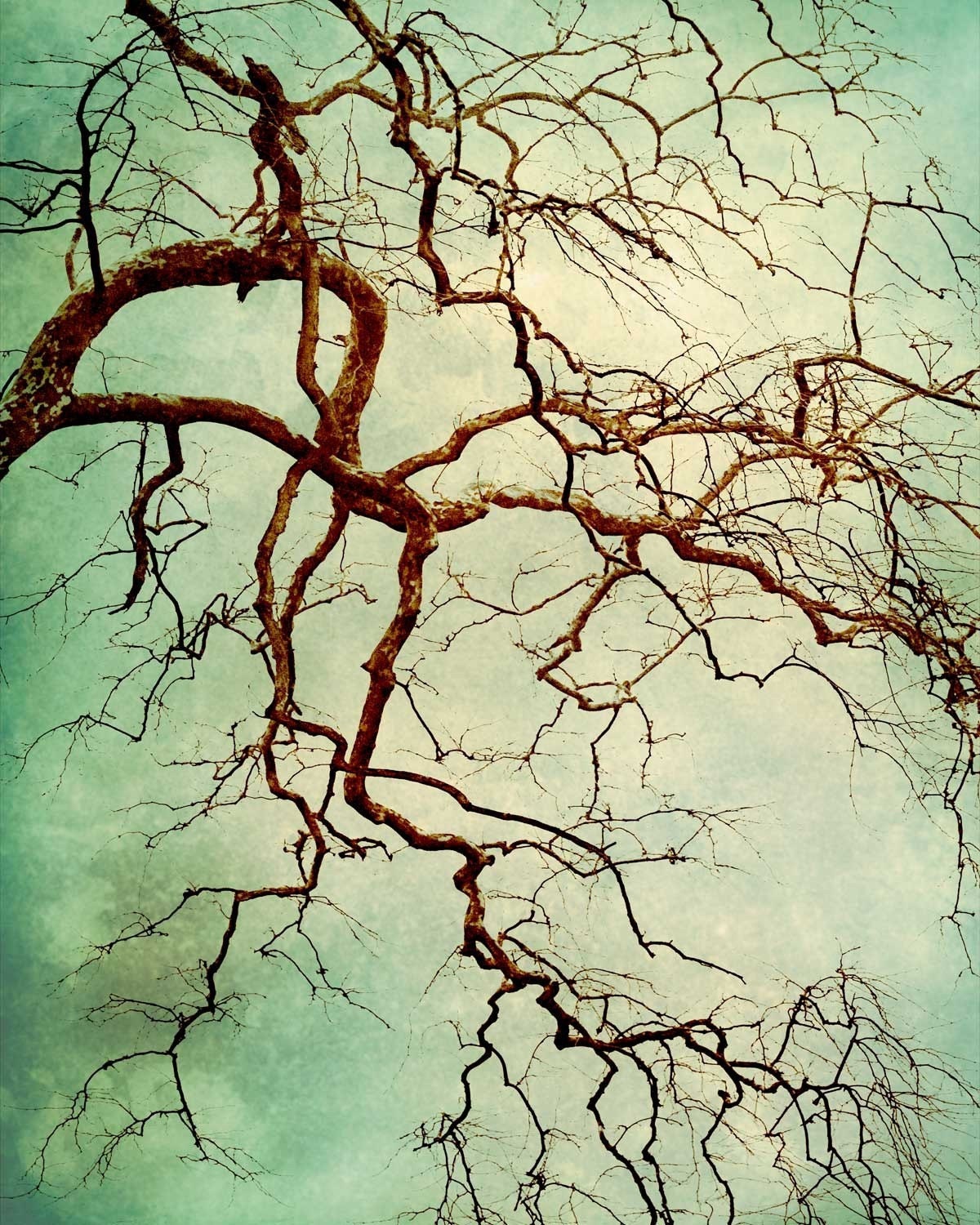 Verdigris Tree Photo - green sky winter photography branch in silhouette 8x10 photo fine art forest woodland nature print