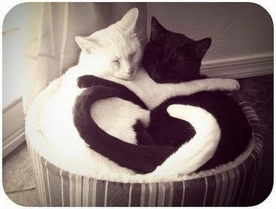 Cat Treats All-Natural Gourmet Pumpkin & Catnip Flavor With Cheddar 4oz-Valentines Day Gift