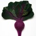 Needle felted brooch ''red beet'' violet green chard