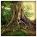 Les Racines 01 - 8x8 Fine Art Print - Nature Photography - For Tree Lovers - Etsy Wall Art - TFTeam Happy Mother's Day