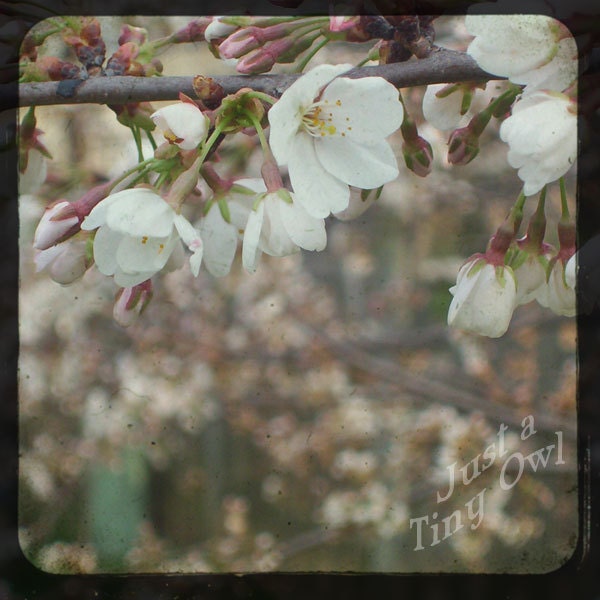 Japanese Cherry Blossoms - TTV Photograph - 8x8 Metallic Print