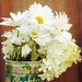 Planters Daisies - Unmatted - 8x10 Photograph