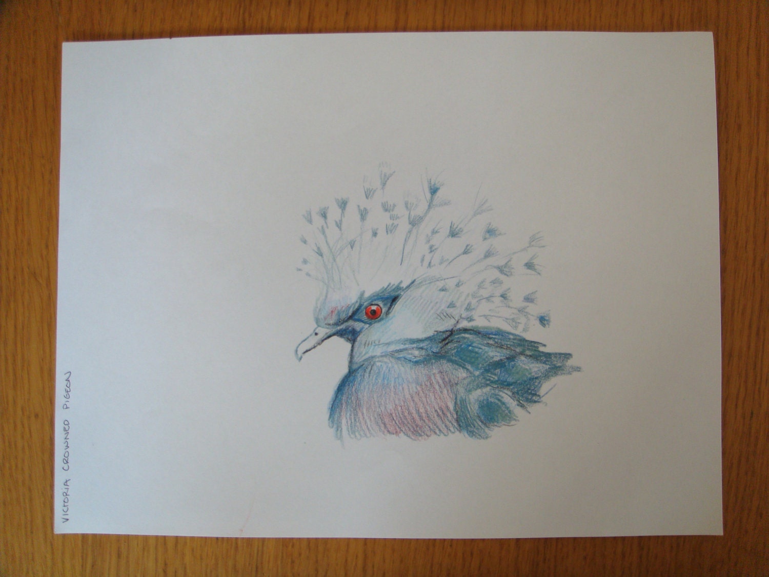 Victoria Crowned Pigeon Colored Pencil Sketch