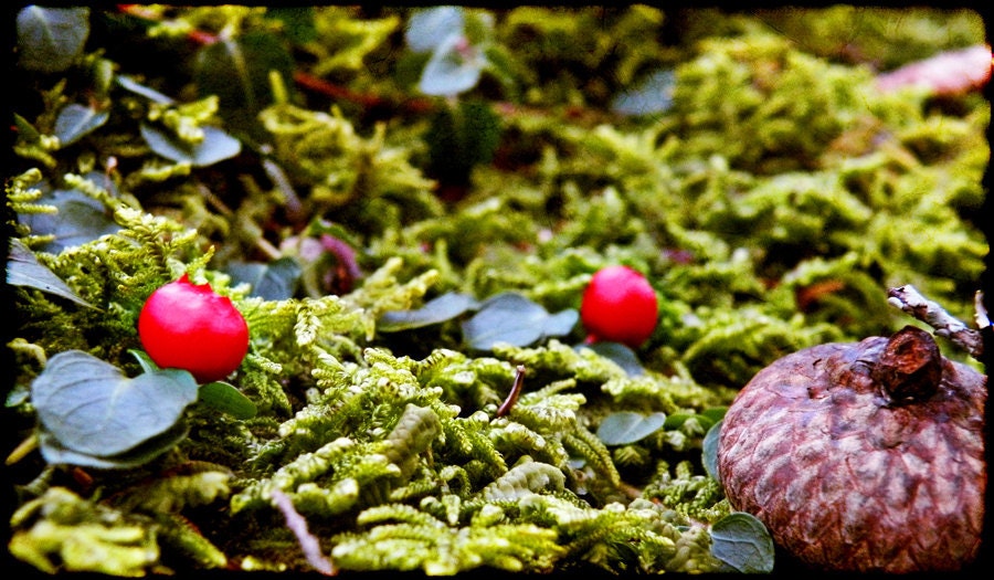 Tiny Forest - Fine Art Photograph - 3 foot wall print