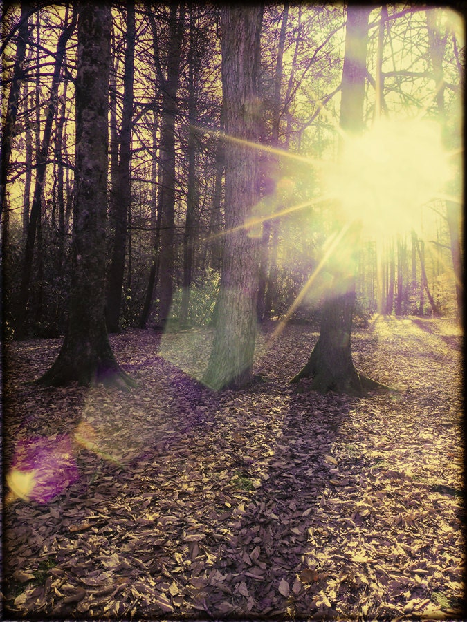 Wild Light - Fine Art Photograph - 5 foot wall print