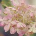 Blooms of Fall - 11x14 Fine Art Print - Hydrangeas Original Wall Art - Pink Flowers
