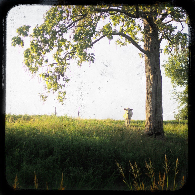 The Curious Watcher - 8x8 TTv Photo Print
