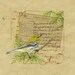 Letter to Chloe 1 - Black-throated Green Warbler
