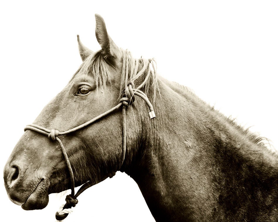Horse Photography, HORSE AND HALTER, 8x10 black and white photograph