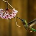 photography ready to ship hummingbird, pink flower, fine art 5x7 print, cottage decor, StrongylosPhoto shabby chic