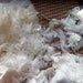 Mary had a little lamb 21 micron Merino Lamb locks for felting or spinning