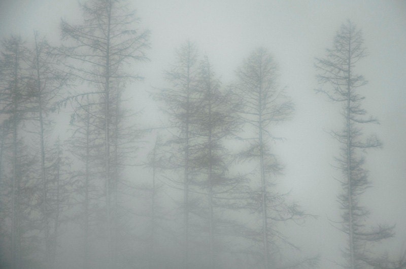 Winter forest landscape photograph, grey and white tree shapes, cold wind, fog & snow, England. 8x10 fine art photo: EXPOSED TREES
