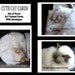 Set of Three Cute Cat Photo Cards, "All occasion", 5 x 7 folded blank greeting card
