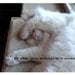 Set of Three Cute Cat Photo Cards, "All occasion", 5 x 7 folded blank greeting card