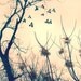 I dream of Austin - 8x10 Signed Fine Art Photograph, Birds, Trees