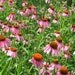 PURPLE CONEFLOWER, Echinacea, 100 seeds, perennial, medicinal, birds and butterflies