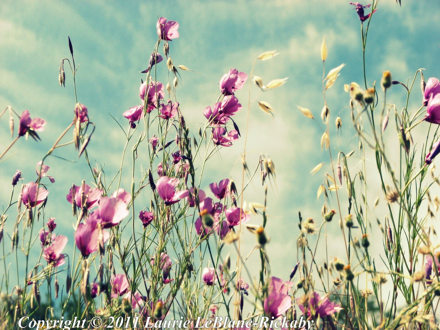 Wildflowers on a Perfect Day 8x10 Photograph $23