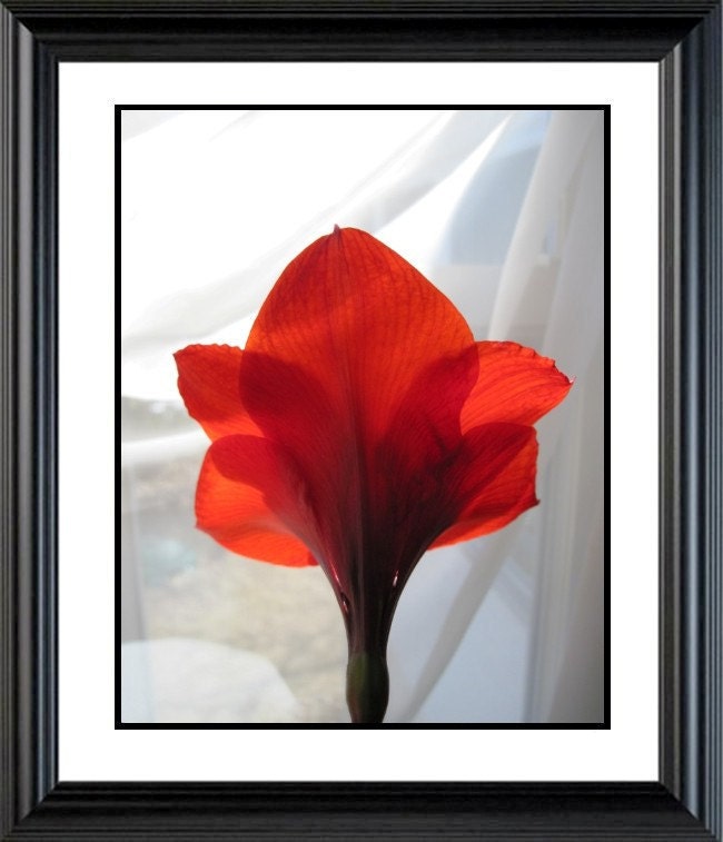 ON SALE, 50% Off , Red  VALENTINE Amaryllis  Photo, 16 X 20, Poster Print,  Fine Art Photograph