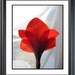 ON SALE, 50% Off , Red  VALENTINE Amaryllis  Photo, 16 X 20, Poster Print,  Fine Art Photograph