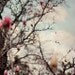 Fine Art Photography 8x8 Pink Tree