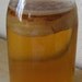 1 Kombucha Scoby US customers only  FREE SHIPPING