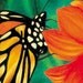 Monarch Butterfly ACEO Limited Edition of 30 prints
