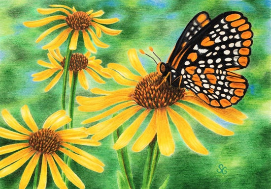 Baltimore Checkerspot / Black Eyed Susan 8x10 Print