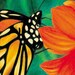 Glorious Monarch 8x10 Print
