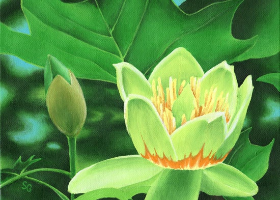 Liriodendron 1- Tulip Tree Flower 8x10 Print
