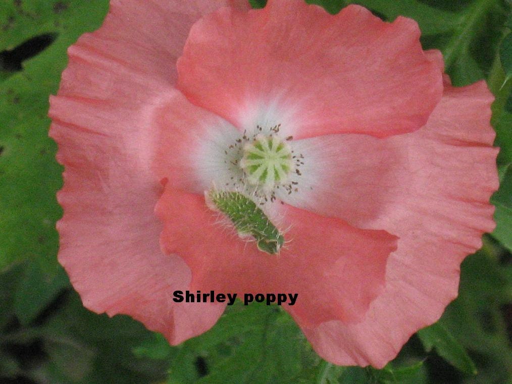 100 seeds,SHIRLEY POPPY, Flanders poppy, annual, mixed colors