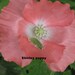 100 seeds,SHIRLEY POPPY, Flanders poppy, annual, mixed colors