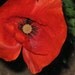 100 seeds,SHIRLEY POPPY, Flanders poppy, annual, mixed colors