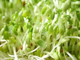 Alfalfa Sprouts Complete Starter Kit - Organic Alfalfa Sprouting Seed with Eco Friendly Hemp Sprouting Bag