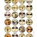 Dragonflies  Digital Collage Sheet CG456  15 inch by CobraGraphics