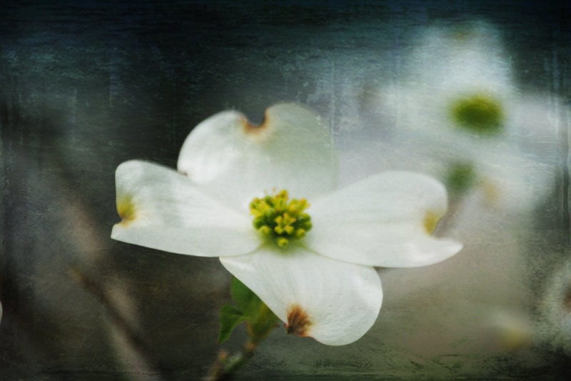 Promise of a New Day - White Dogwoom Bloom - Nature - Fine Art Photograph by Kelly Warren