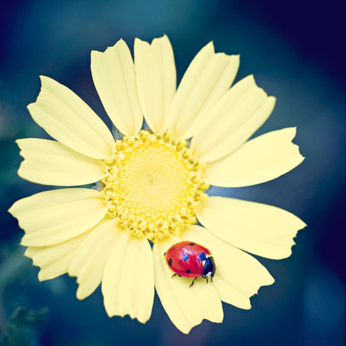 Ladybug Flower Photograph, Fine Art Nature Flower Decor, Yellow, tbteam, Botanical - Ladybug (8x8)