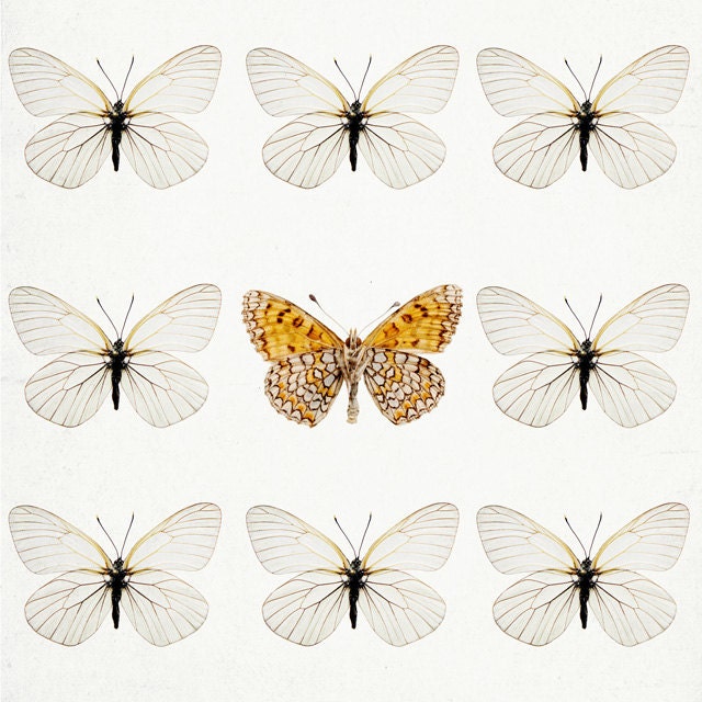 Butterflies - Nature Photography in Neutral Colors, Spring, Easter, Garden, Nursery Wall Art, Minimal - Not Like the Others