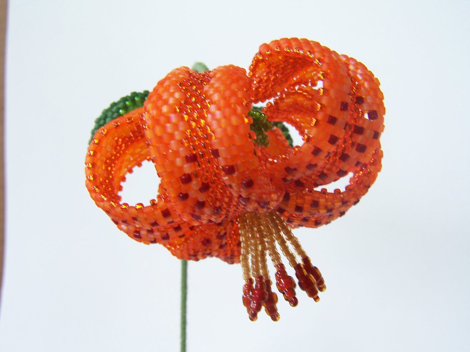 Turk's Cap Lily