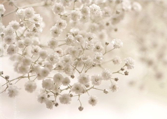 White shabby chic romantic women winter under 25 cream ice neutral pale faded love little flowers- Fine Art Photography Print