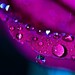 Purple plum romantic home decor art print water drops drop rain white heart love elegant black blue flower photograph - Any 11x14 Print