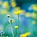 Spring Flowers yellow turquoise under 50 for her women green blue mustard citrine summer - Fine Art Photography