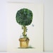 Cottage Garden Topiary Watercolor with Fairy Dragonfly