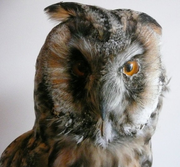 Antique Taxidermy Long Ear Owl Number 1 - Beautiful Bird on Large Mount
