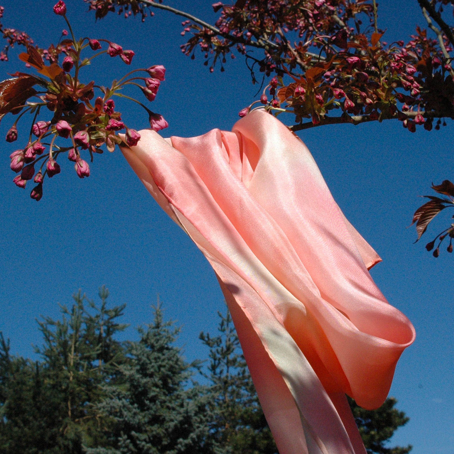 Silk Scarf Hand Painted in Peach, Pink, Coral and Cream