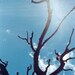 Desert Tree - Fine Art Photograph - 3 foot wall print