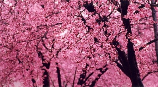 Pink Trees  - Fine Art Photograph - 3 foot wall print