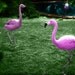 Day-Glo Flamingos - Postcard 4x6 Set of 3