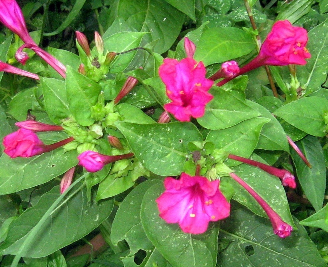 Four O'Clocks, Marvel of Peru, Mirabilis jalapa Organic Heirloom Seeds Night Blooming
