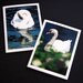 Swan Song 1 Plein Air Blank Note Card Set $15