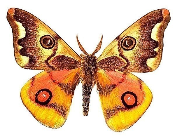  MARIPOSAS PARA DECOUPAGE